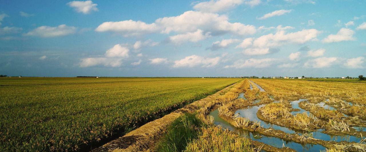 Caseta Del Chato Deltebre Exteriér fotografie
